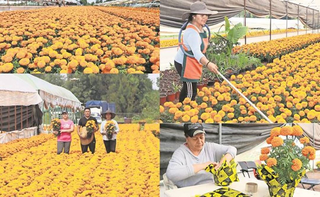En 'Viveros Rocco', ven en cada cempasúchil la herencia familiar y la tradición mexicana