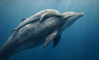 ¡Oigan quien dejo aquí las cebollas! Dron capta a una madre delfín cargando a su cría muerta