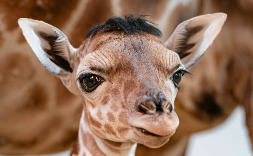 Foto: Red Social X @Guawaras  (Eugene)