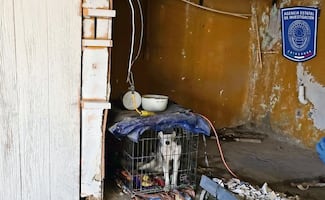 ¡Desgraciados! Aumentan los casos de maltrato animal en la CDMX