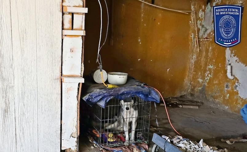 ¡Desgraciados! Aumentan los casos de maltrato animal en la CDMX