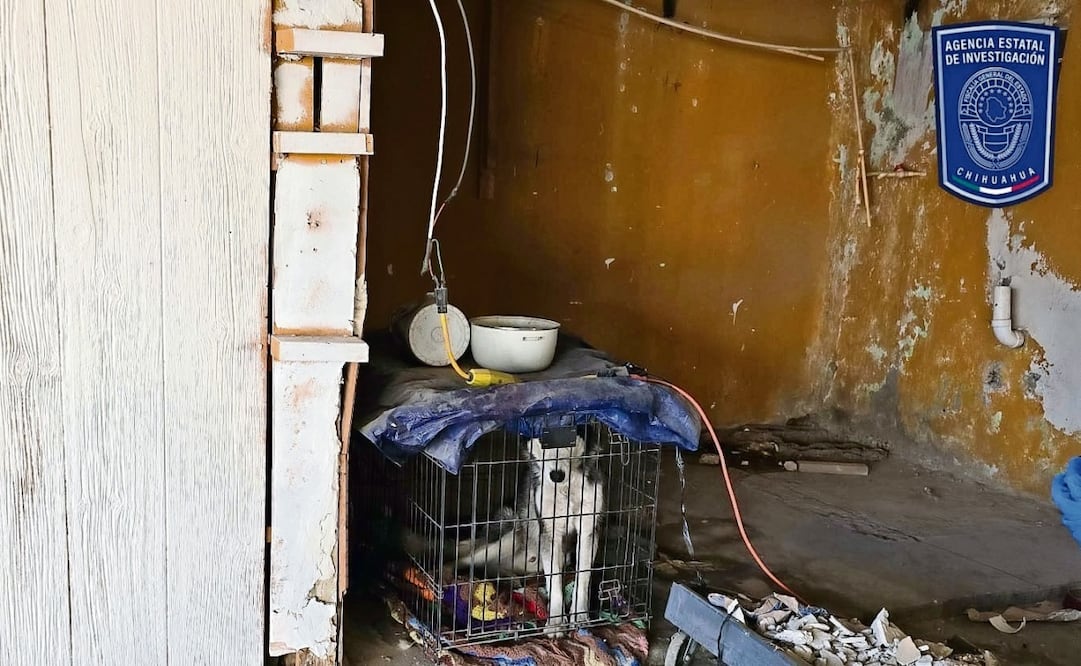 Animales son puestos en condiciones lamentable. Foto: Especial