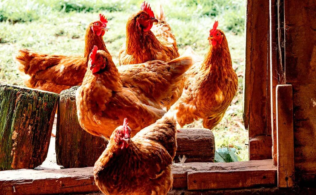 Preocupa a la OMS amenaza creciente de la gripe aviar, ¿humanos nos podemos contagiar?