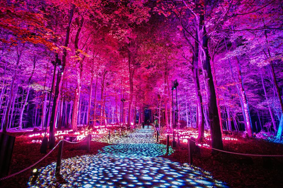 ¡La magia de Harry Potter invade Naucalli! Descubre el Bosque Prohibido de noche
Foto: Redes Sociales
