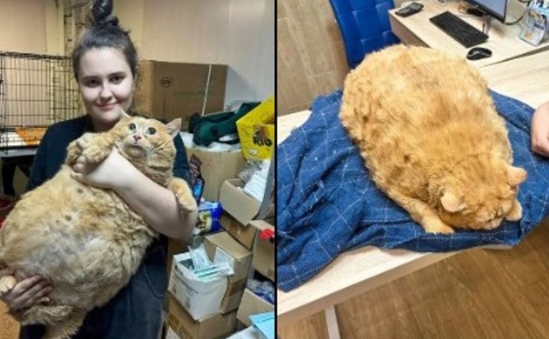 Rescatan a michi gordito y bonito, ya lo pusieron a dieta