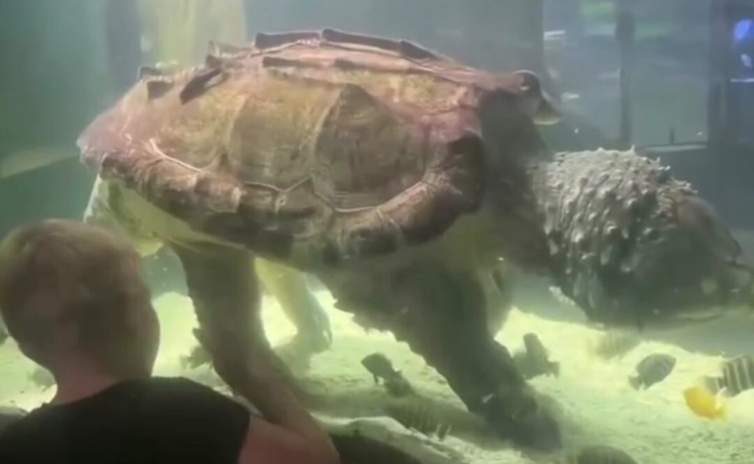 Tortuga atrapa por más de 20 años. Foto: (Especial)