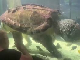 Indignante video de Tortuga que lleva 20 años atrapada en diminuto estanque ¿En qué acuario está?