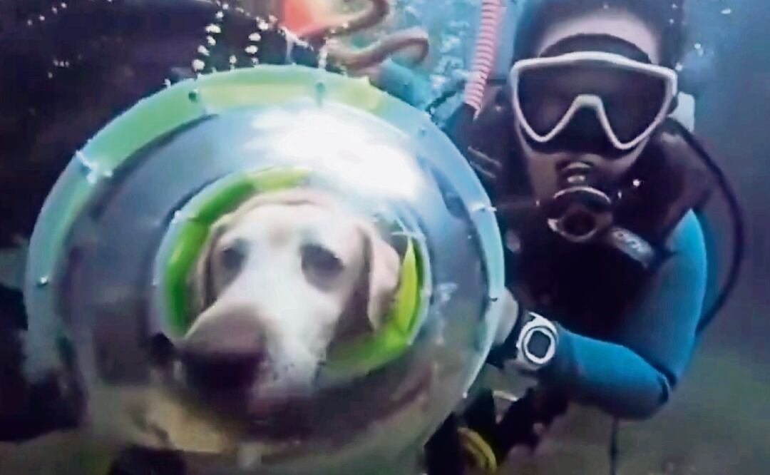 ¿Es maltrato animal? En EU el video de un perro buceando generó controversia