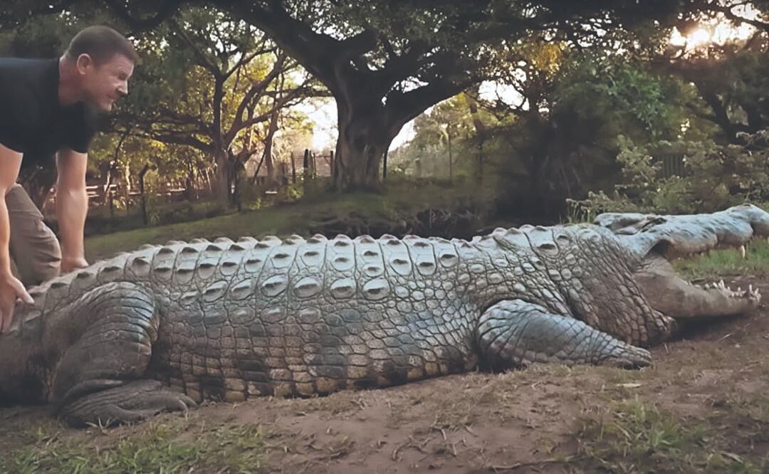 Al cocodrilo más antiguo del mundo le gusta el poliamor y tiene 6 esposas