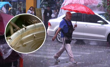 Temporada de lluvias en CDMX: ¿Qué plagas aparecen en esta fecha y cómo evitar su proliferación?