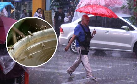 Temporada de lluvias en CDMX: ¿Qué plagas aparecen en esta fecha y cómo evitar su proliferación?