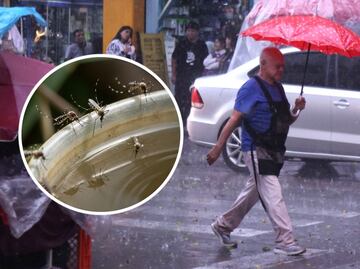 Temporada de lluvias en CDMX: ¿Qué plagas aparecen en esta fecha y cómo evitar su proliferación?