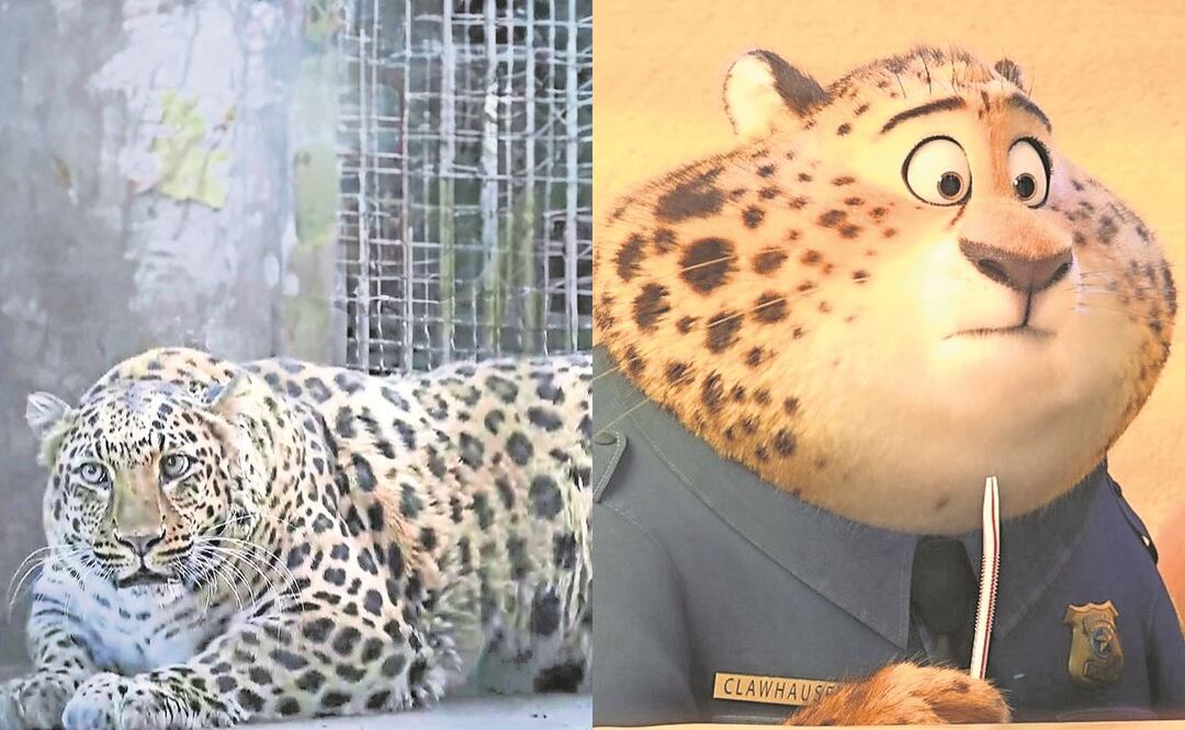 En China pondrán a dieta a Leopardo Obeso