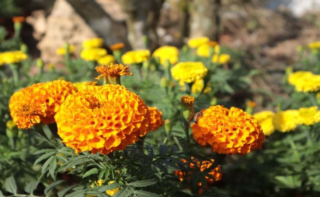 Se acerca el Día de Muertos y la CDMX se tapiza de flores de cempasúchil