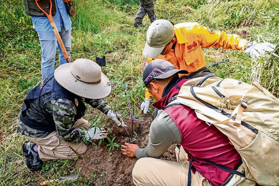 Iztapalapa echa raíces: tras sembrar 16 mil árboles, ahora va por su conservación
Foto: especial