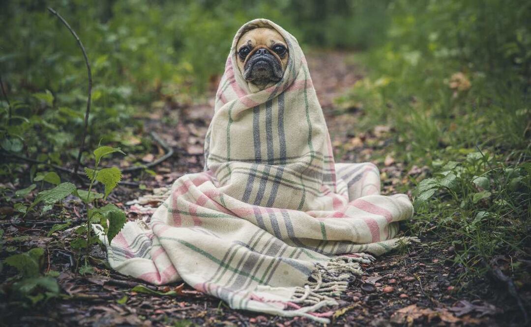 Recomendaciones para sobrevivir al frio y no morir en el intento 