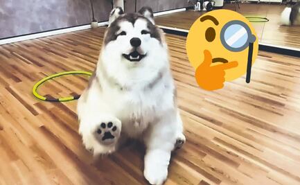 ¿Sabías qué ya puedes disfrazarte como un perro? Checa la nueva tendencia en Tokio