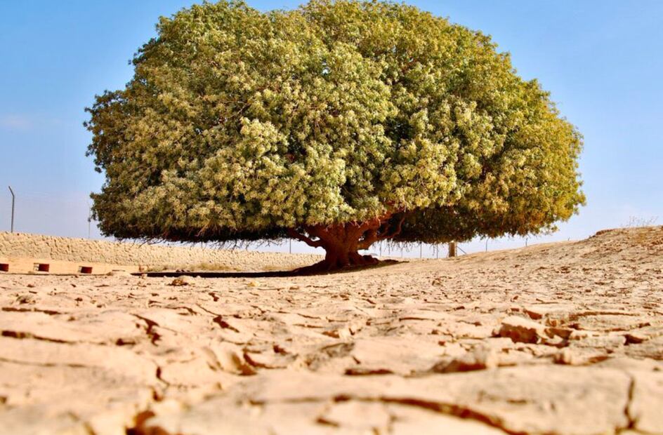 Árbol de la vida (Foto: X)