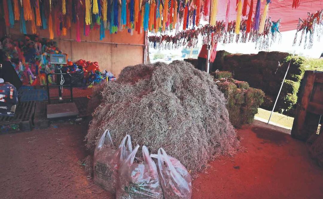 Navidad y ecocidio: Cómo la extracción de musgo afecta los bosques mexiquenses