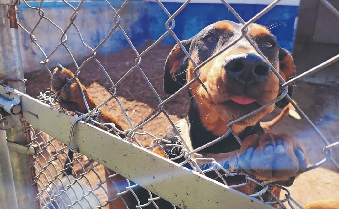 Para salvar su pellejo, acusados de maltrato animal prefieren aflojar al peludo. Foto: (Fabian Evaristo. El Gráfico)