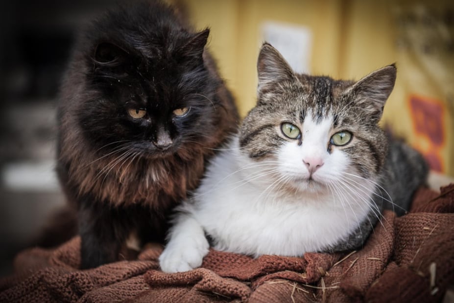 Gatos en casa (Foto: Pixabay)