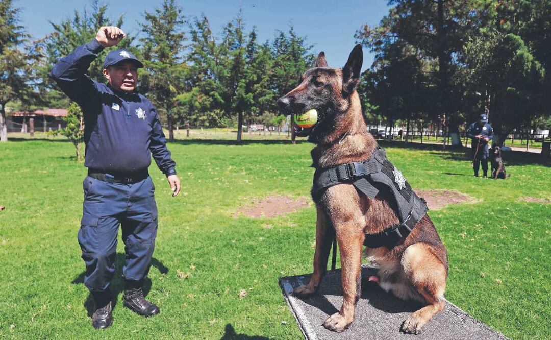 Héroes de 4 patas: Conoce a los perros rastreadores de fosas clandestinas en el Estado de México