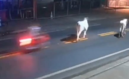 Video: Muere joven futbolista profesional tras estrellarse en su moto contra una vaca