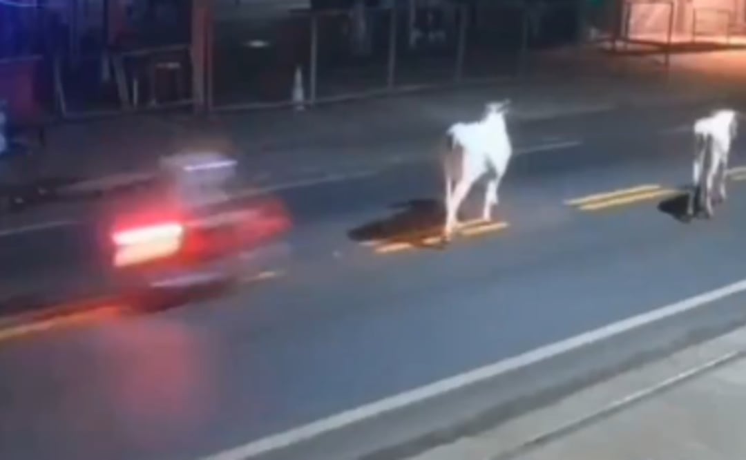 Video: Muere joven futbolista profesional tras estrellarse en su moto contra una vaca
Imagen: Captura de pantalla