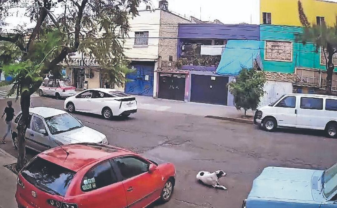 Un hombre mató a tiros a un perro en la Venustiano Carranza
