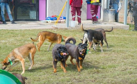 Traslado del Refugio Franciscano: Lo que sabemos sobre el estado de los animales