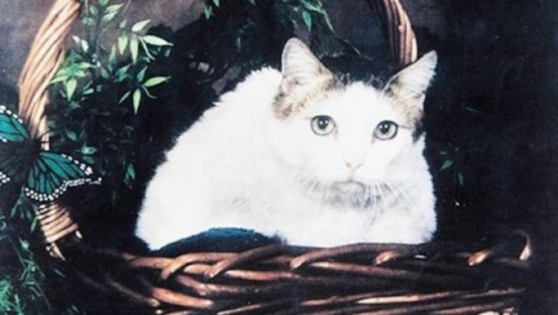 Día Internacional del Gato: conoce a los mininos que se volvieron leyenda mundial. Foto: (Especial)