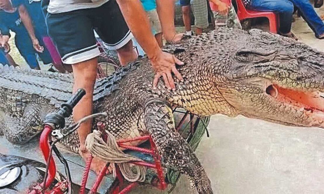 Ataque mortal en Indonesia: Cocodrilo de 4 metros mata a madre de cuatro hijos