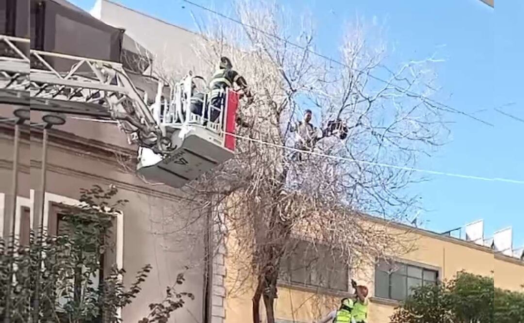 Rescatan a hombre que amenazaba con lanzarse de un árbol en la Cuauhtémoc