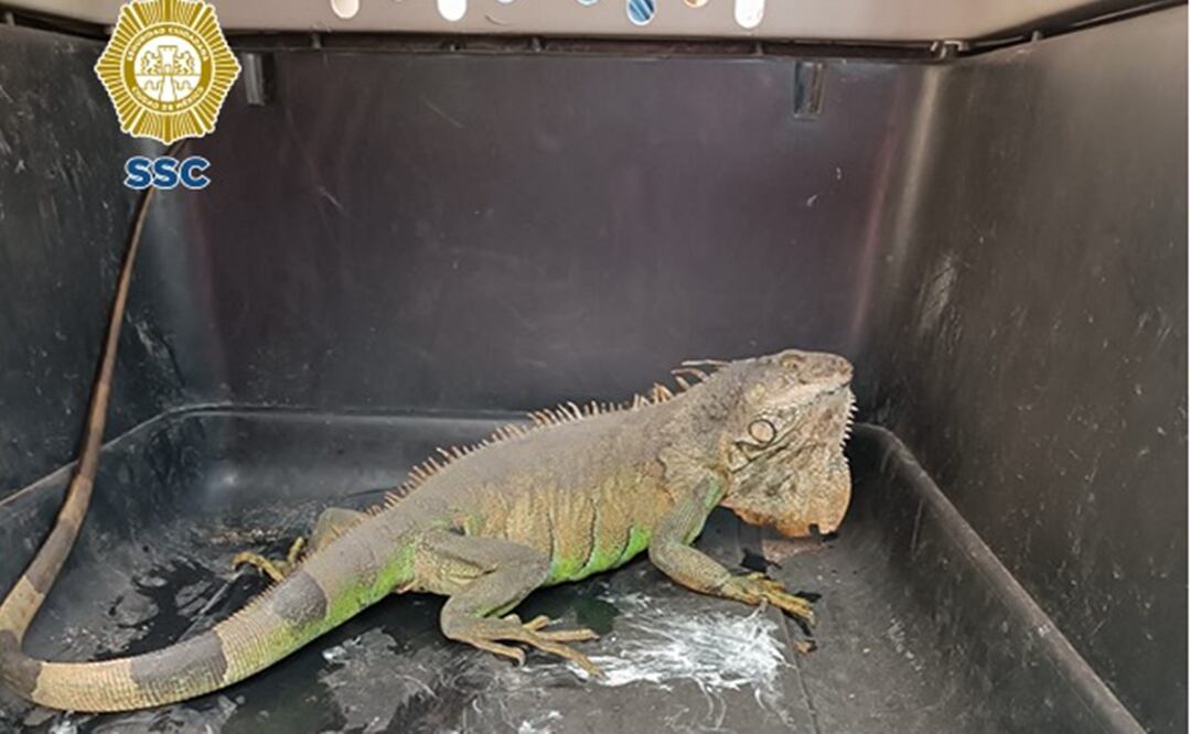 Rescatan iguana verde de una coladera en Azcapotzalco