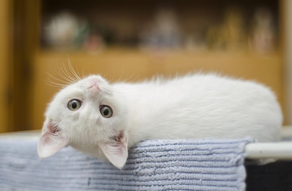 Gatito (Foto: Pixabay)