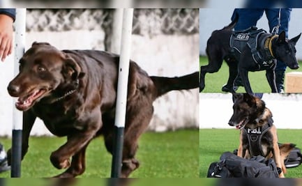¿Quiénes son Balto, Cali y Sori? Los perros que blindan la seguridad en eventos masivos