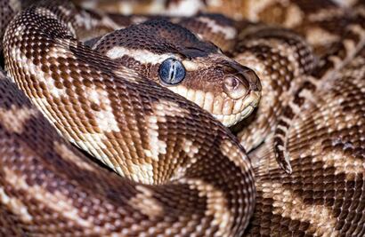 Serpiente de dos metros desata caos en Santa Fe y moviliza a autoridades