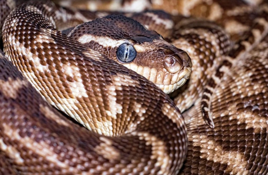 Serpiente en Santa Fe (Foto: Ilustrativa Pixabay)