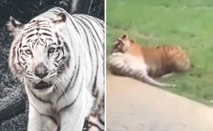 Tigre de Bengala mata a su madre frente a los visitantes de un zoológico ¿Cuál pudo ser la causa?