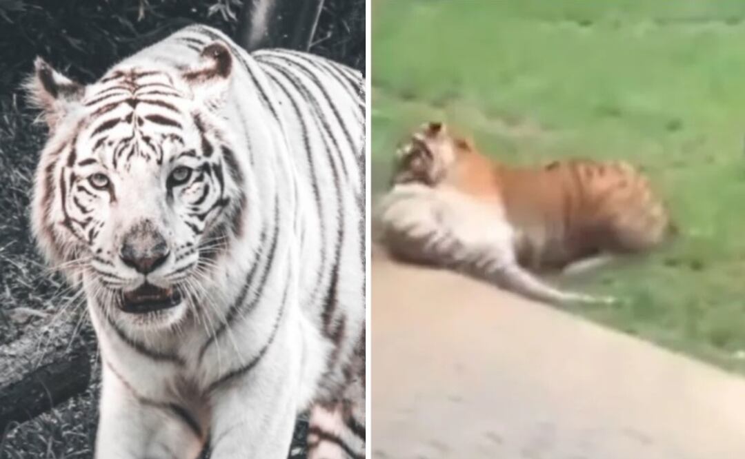 Foto: Especiales (Tigre de Bengala mata a su madre frente a los visitantes de un zoológico ¿Cuál pudo ser la causa?)