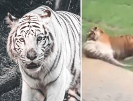 Tigre de Bengala mata a su madre frente a los visitantes de un zoológico ¿Cuál pudo ser la causa?