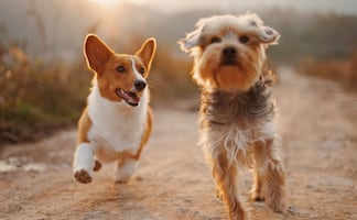 ¿Qué beneficios produce el dormir con tu perro?, aquí te contamos