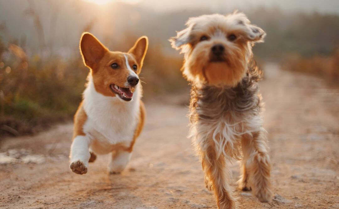 ¿Cómo entender a mi perro? Gracias a la inteligencia artificial esto ya será posible