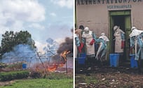 Variante de ébola sin vacuna se expande en África Oriental: Alerta en India y USA