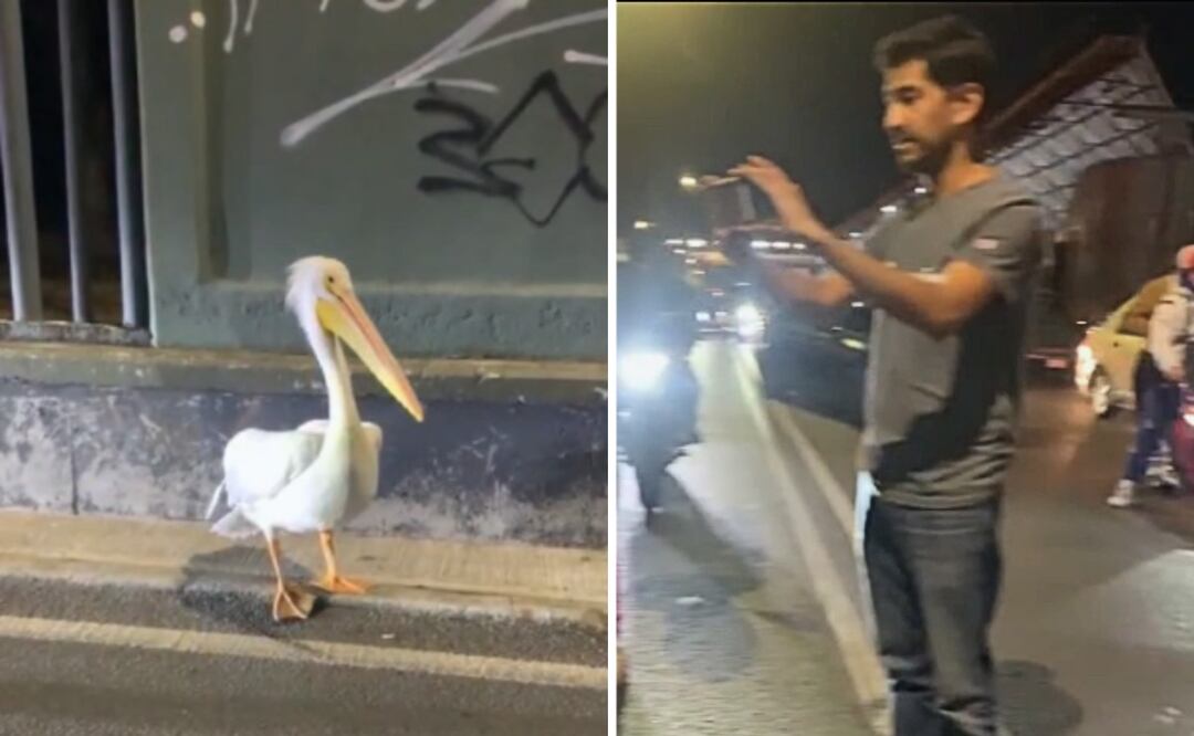 Automovilistas rescatan a pelícano en la avenida 608 y lo guían al Bosque de Aragón