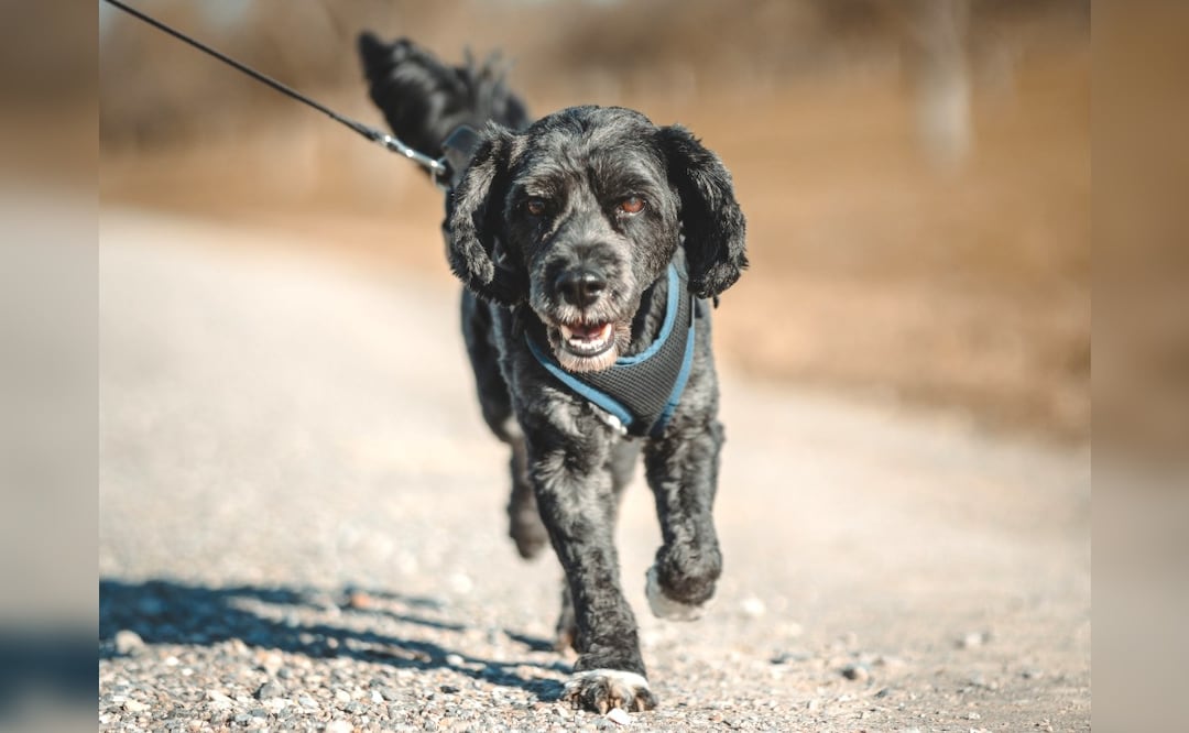 Foto: Unsplash (¿A qué hora pasear a tu perro en época de calor? Consejos y riesgos según expertos)