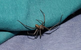 Temporada de araña violinista 2026: Meses de riesgo y síntomas