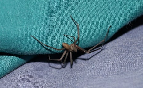 Temporada de araña violinista 2026: Meses de riesgo y síntomas