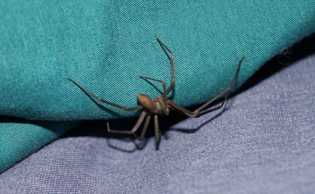 Temporada de araña violinista 2026: Meses de riesgo y síntomas Imagen: Pixabay