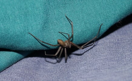 Temporada de araña violinista 2026: Meses de riesgo y síntomas